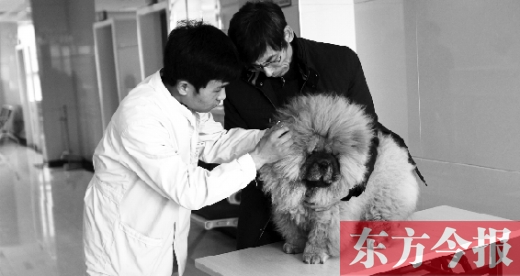 在一家大型寵物醫(yī)院里，生病的狗狗正在接受治療