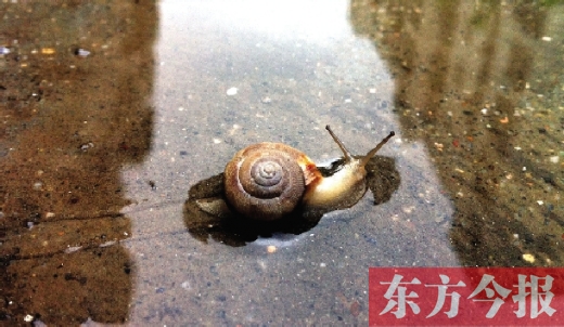 堵車俺不怕，就怕發(fā)大水，這不，一大早蹚水過街，現(xiàn)在已經是下午了，俺還在馬路中間呢