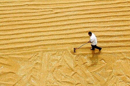 6月7日，內黃縣城關鎮(zhèn)農民在晾曬小麥。