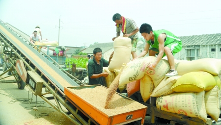 7月9日，在汝南縣古塔街道糧所收購庫點(diǎn)，古塔街道五里崗村村民正在售糧。
