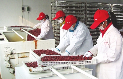 雖是寒冬，內(nèi)黃紅棗加工生產(chǎn)依然熱火朝天。