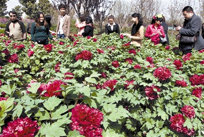 　 5日，國際牡丹園開園迎賓，連日來，慕名而來賞花踏青的游客絡(luò)繹不絕