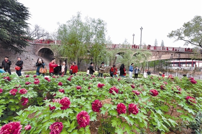 在王城公園橋北新開辟的甘棠洲牡丹觀賞區(qū)內(nèi)，霓虹煥彩、晨紅等品種牡丹盛開，給來自海內(nèi)外的賞花游客帶來驚