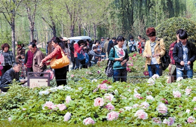  清明小長假期間，隋唐城遺址植物園內(nèi)游人如織