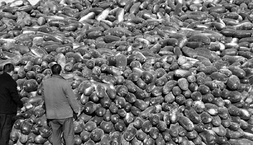 綠油油的冬瓜堆積如山。