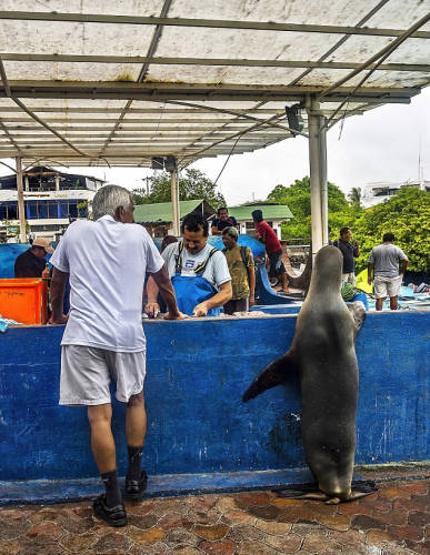 海獅變魚(yú)攤?？?排隊(duì)“購(gòu)買(mǎi)”金槍魚(yú)