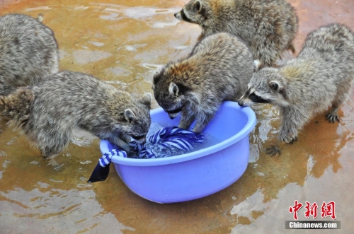 會(huì)洗衣服的小浣熊