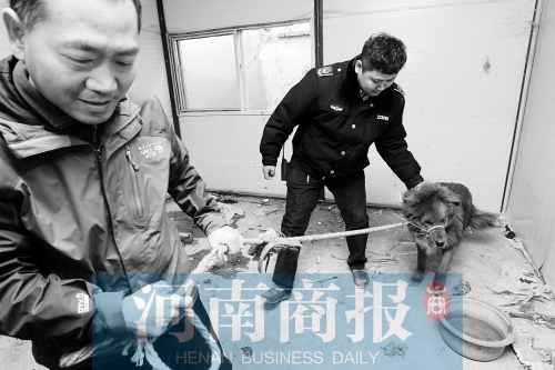 麻藥起作用后，這只藏獒被執(zhí)法人員控制