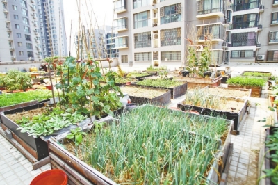  小區(qū)3層商鋪的樓頂是個(gè)大平臺，個(gè)人圍起來的“小菜園”約有50多個(gè)。
