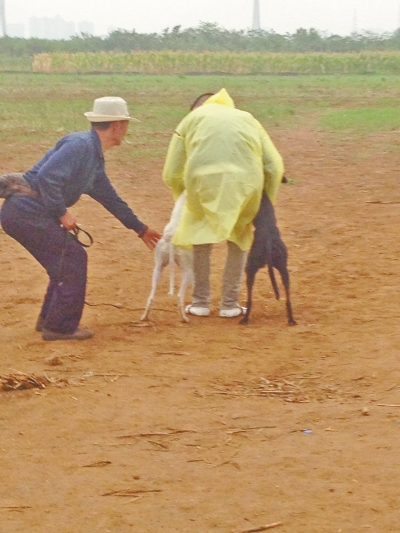 上場前，狗主人進(jìn)場撫摸自己的愛犬，給它打氣加油。