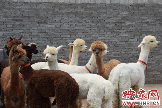 今年11月-12月,我省將再從智利引進(jìn)210只羊駝。