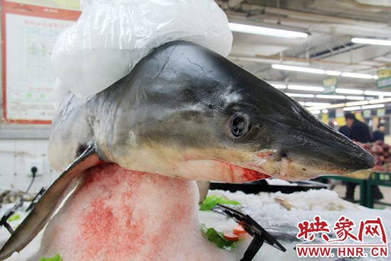 這條鯊魚(yú)長(zhǎng)約1.5米，寬約0.5米，上身被碎冰覆蓋，保存較完整。