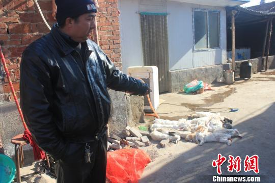 圖為家禽收購點的陳姓工作人員介紹，是這些愛狗人士的封堵讓這些兔子無辜死去?！●R義恒　攝