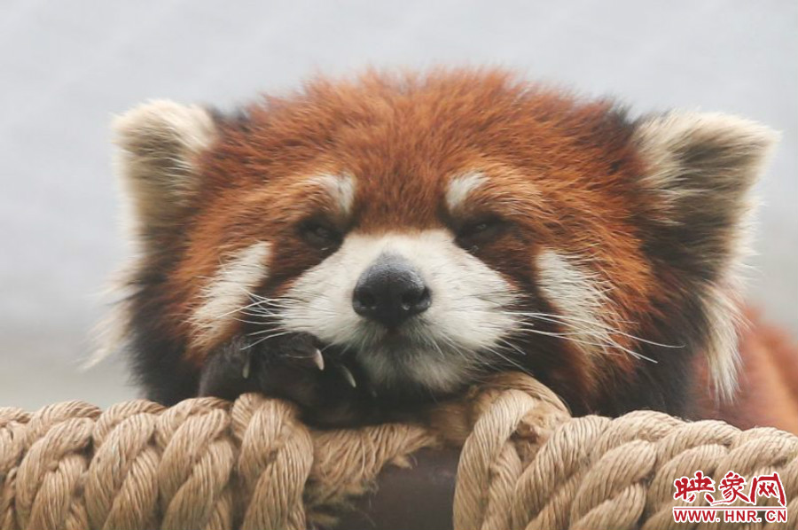 小熊貓?jiān)谑澜绺鲃?dòng)物園中是相當(dāng)受歡迎的動(dòng)物。