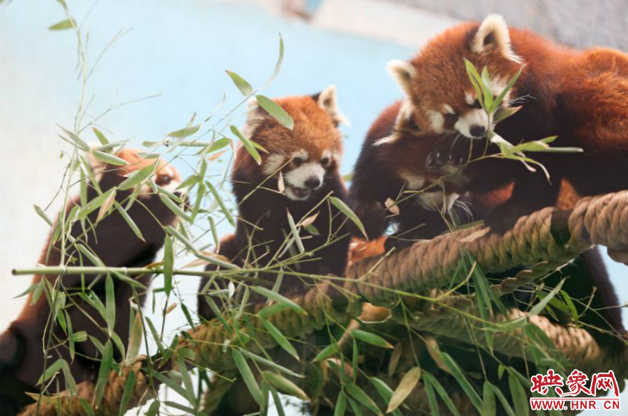18只小熊貓正在進(jìn)食。