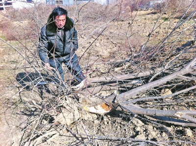 問周邊的人，都說白天沒見有人推樹，可能是夜里被鏟車推的