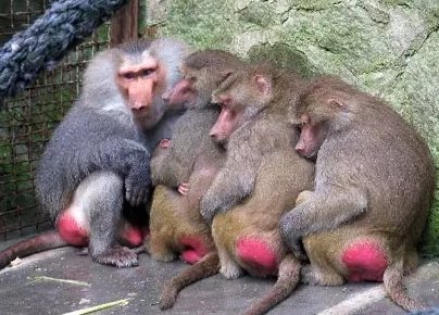 強(qiáng)冷空氣+雨 鄭州終于要下雪了！最低氣溫-6℃！