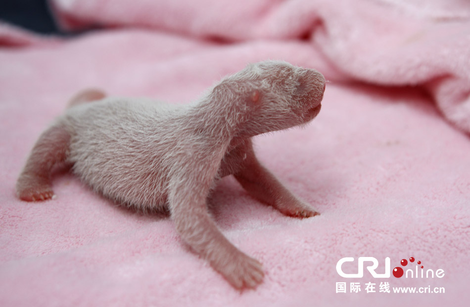 2013年7月11日，成都大熊貓繁育研究基地月亮產(chǎn)房，新生大熊貓寶寶在育嬰箱里憨態(tài)可掬。