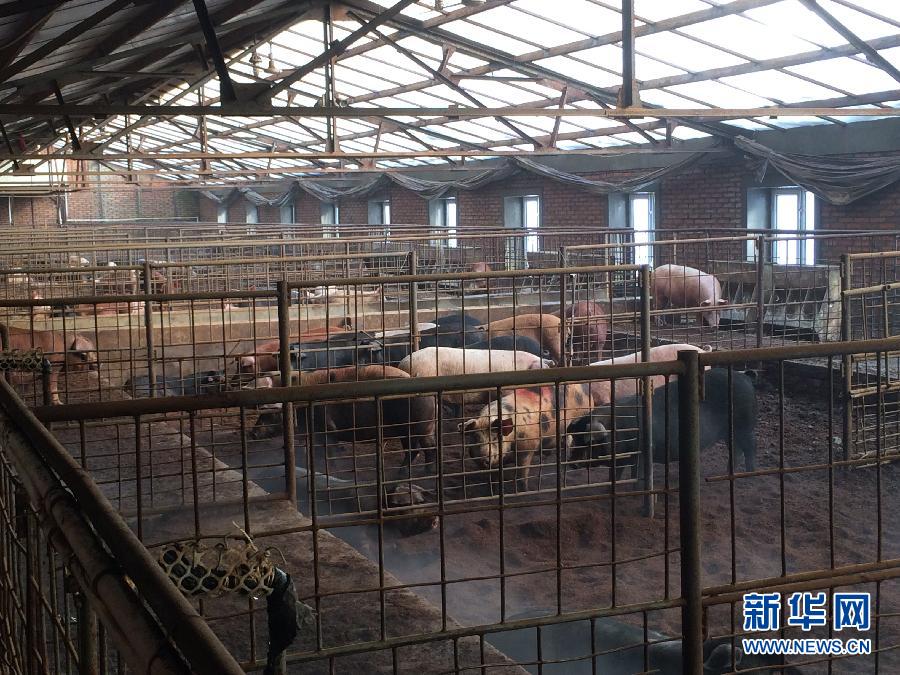 穗豐園里的豬舍（2013年12月8日攝）。新華社記者 程子龍 攝