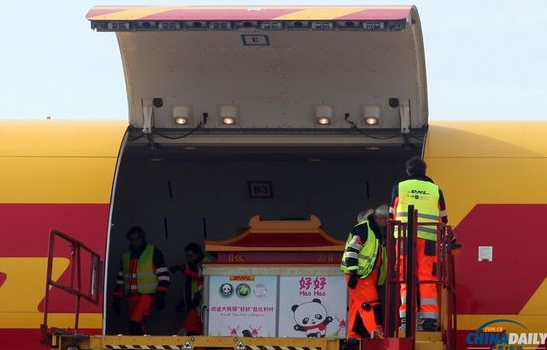 大熊貓“好好”抵達布魯薩爾國際機場。記者 付敬 攝