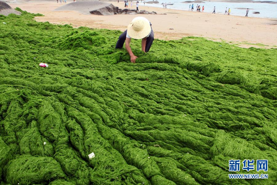 6月10日，山東日照市萬平口景區(qū)管理部門組織工作人員在清理海灘上的滸苔。