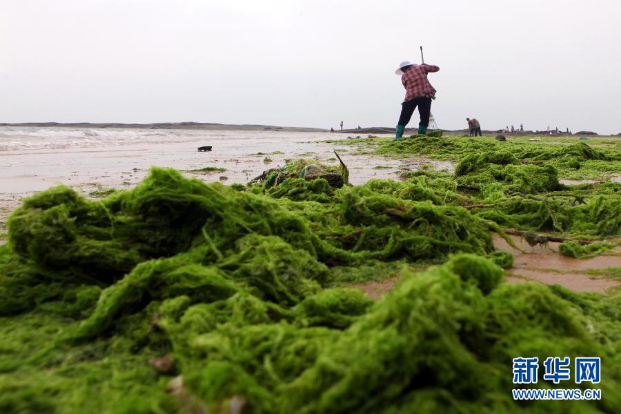 6月10日，山東日照市萬平口景區(qū)管理部門組織工作人員在清理海灘上的滸苔。