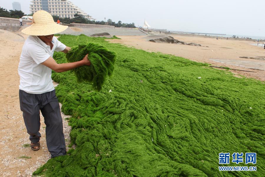 6月10日，山東日照市萬平口景區(qū)管理部門組織工作人員在清理海灘上的滸苔。