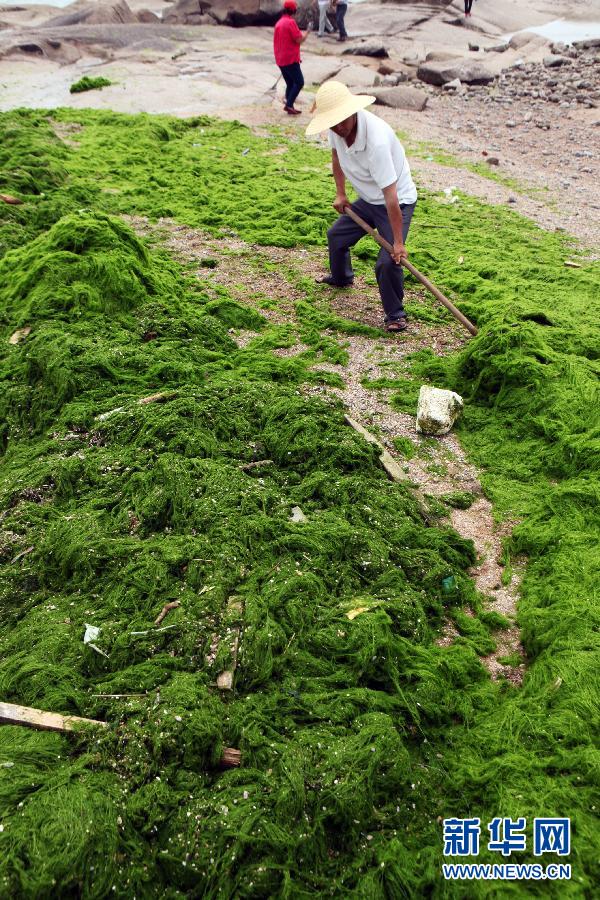 6月10日，山東日照市萬平口景區(qū)管理部門組織工作人員在清理海灘上的滸苔。