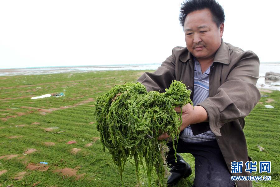 6月10日，在江蘇省連云港市贛榆縣海州灣旅游度假區(qū)，一名漁民在展示清理的滸苔。