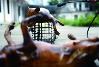 今天上午，玉林很多餐館為即將到來的狗肉節(jié)備貨，圖為餐館后廚正在加工狗肉 記者 劉暢 攝