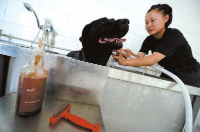 天熱時(shí),搜油犬會(huì)天天洗澡。