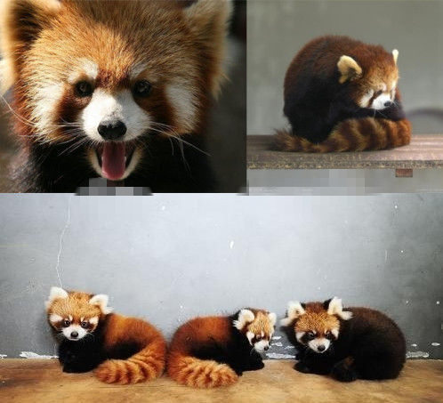 網(wǎng)友猜測三只小浣熊寓意歐弟老婆懷孕。