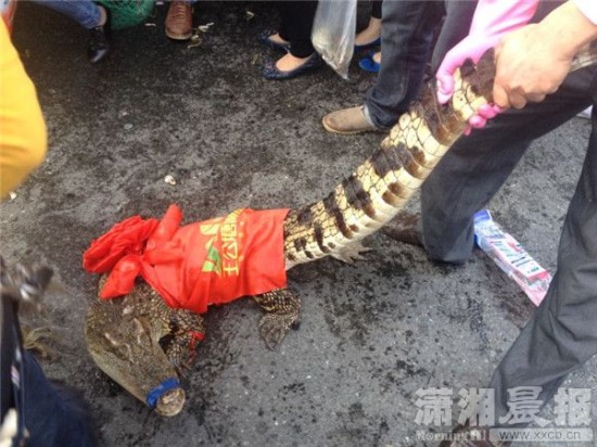 車上的鱷魚爬上路面。記者 向帥