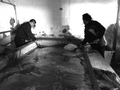 “黑作坊”的豆芽在臟亂不堪的水泥池中清洗。