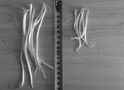 “黑作坊”制售的豆芽（左）和超市銷售的豆芽（右）長(zhǎng)度形成鮮明對(duì)比。