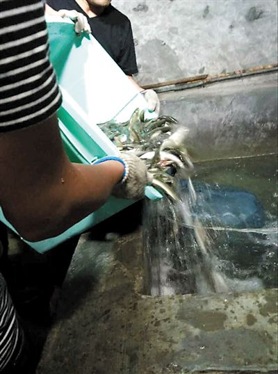 主人將撈上來的魚放進(jìn)魚池。