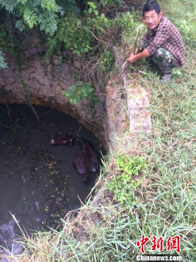 圖為大水牛掉進(jìn)13米深坑，民警消防灌水施救。