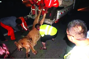 這頭母獅體態(tài)彪悍，重達400斤左右 網(wǎng)絡圖片　