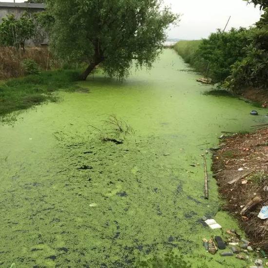水污染現(xiàn)場，2015年7月 洞庭湖腹地湖南省安鄉(xiāng)縣安豐鄉(xiāng)出口洲社區(qū)房前屋后水網(wǎng)密布，但水污染嚴(yán)重水體發(fā)臭 新華社記者周楠攝