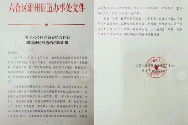 交匯點(diǎn)10月10日消息， 10日晚上，一則消息在南京人的朋友圈和微信群里瘋傳，網(wǎng)傳消息稱：六合雄州街道山北村一個(gè)農(nóng)莊私自養(yǎng)眼鏡蛇，幾天前突然跑出來(lái)了，估計(jì)二三百條。交匯點(diǎn)記者向六合區(qū)委宣傳部相關(guān)人士求證，證實(shí)了此事確實(shí)發(fā)生。