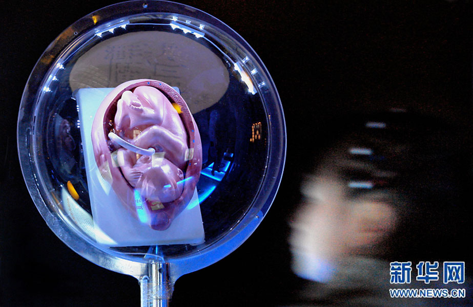 一名小學(xué)生在鄭州科技館內(nèi)參觀介紹遺傳、生育等知識的“奇幻生命之旅”展覽（2007年2月18日攝）。