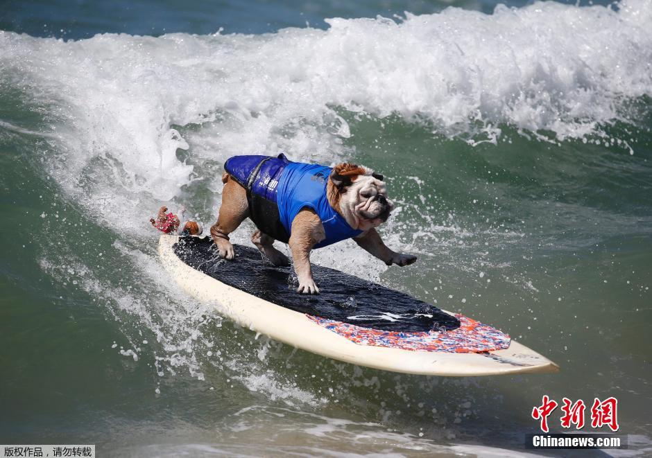 美國(guó)狗狗沖浪大賽 汪星人乘風(fēng)破浪帥氣十足