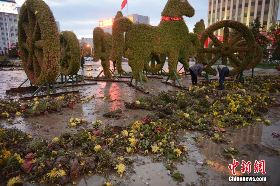 呼和浩特菊花展提前結束 數(shù)萬盆菊花被搬空