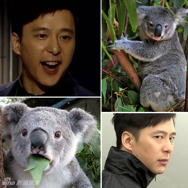 不小心就撞臉了！盤點動物界的明星相