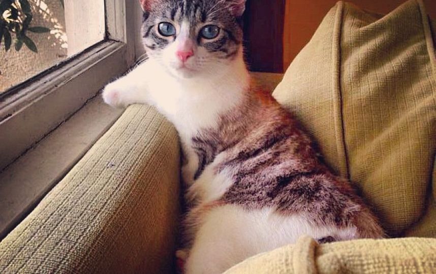 美國(guó)殘疾“貓堅(jiān)強(qiáng)”頑強(qiáng)生活