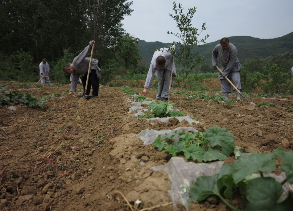 少林寺耕種的120多畝小麥?zhǔn)炝?，武僧們走進(jìn)田間，收獲黃燦燦的果實。