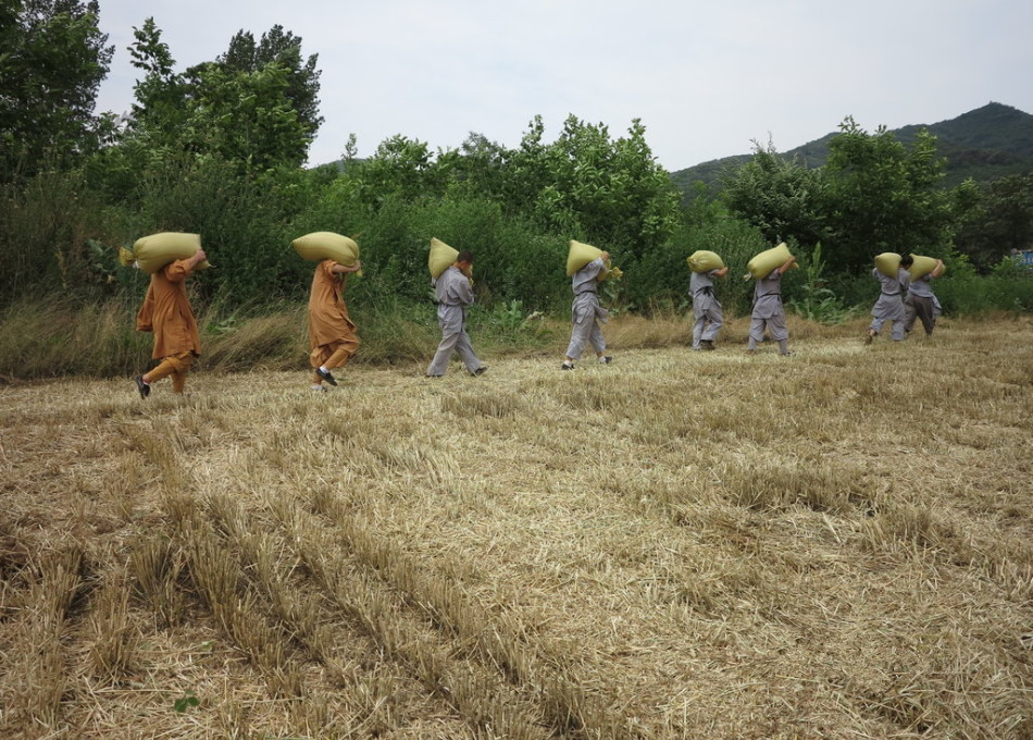 武僧在田間肩扛糧食。