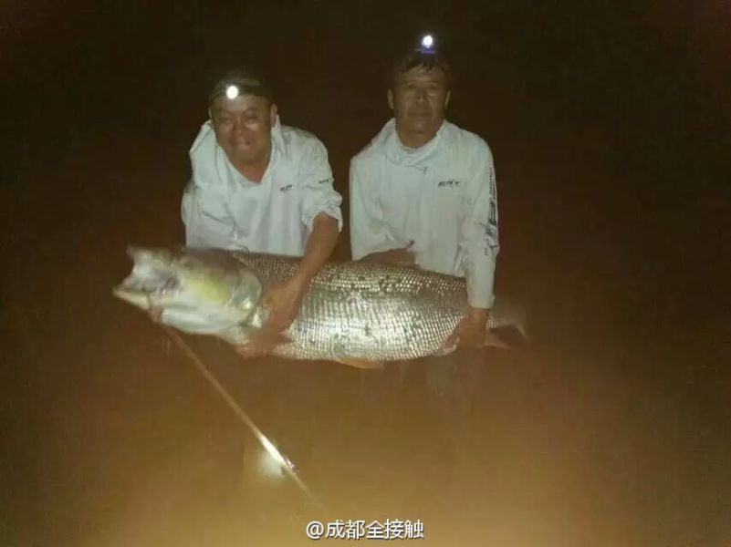 　圖為大魚需要兩個(gè)人抱起。