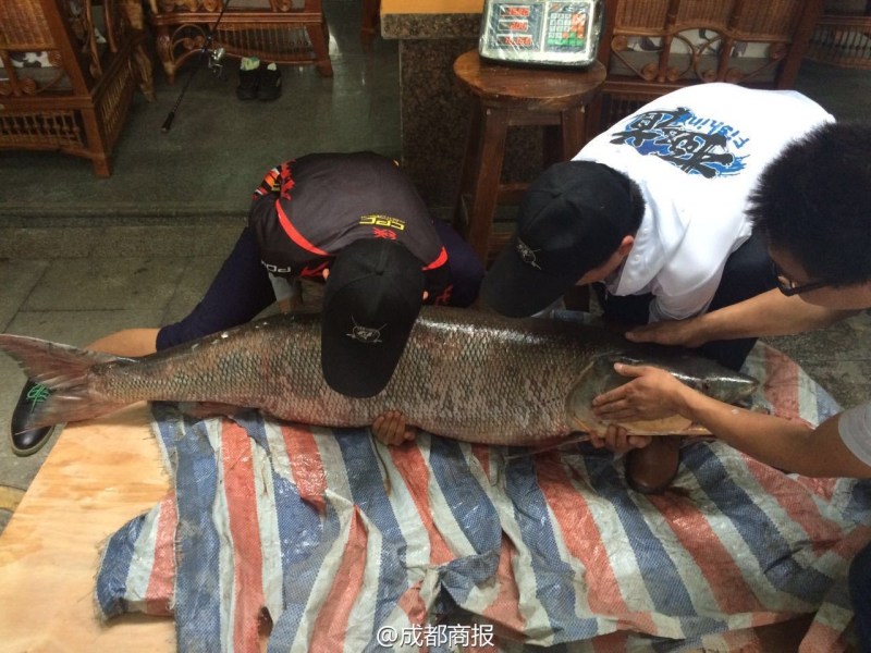 圖為父子倆翻動(dòng)大魚。