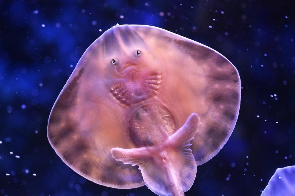 它頭上長(zhǎng)得像眼睛的東西其實(shí)是它腹部的腮。